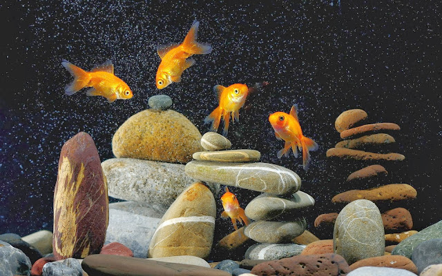 3D Amazing Gold Fish HD Wallpaper Free
