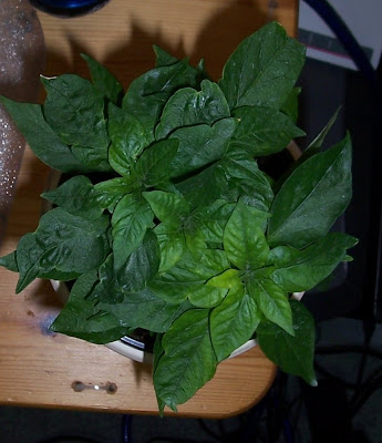 Naga Jolokia Bonsai Chili Pflanze
