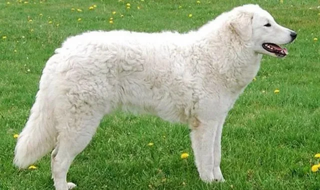 Kuvasz هو سلالة كلاب بيضاء كبيرة. لقد بدأ ككلب حراسة للرعاة وقطعانهم ولكنه الآن كلب عائلي شديد الولاء