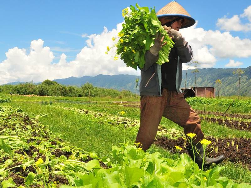 9 Contoh Usaha  Rumahan Bagi Pensiunan Yang Menguntungkan