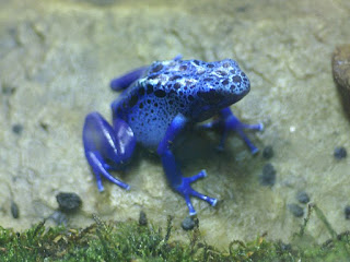 Dendrobate bleu - Dendrobates tinctorius var. azureus - Dendrobates azureus