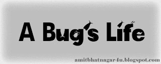 A Bug's Life