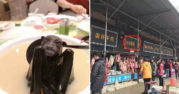 Chinese Market In Wuhan, Where Coronavirus Started, Sells The Meat Of Over 100 Animals, Including Live Koalas, Snakes, And Wolf Puppies