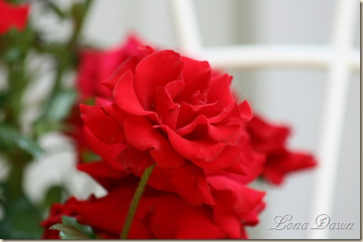 Rose_CrimsonBouquet_Beauty