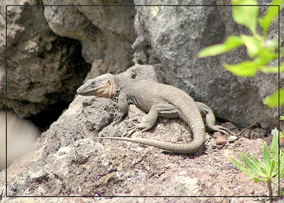 Lagarto de Gran Canaria Gallotia stehlini