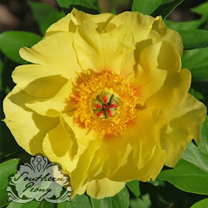 Intersectional Peony 'Sequestered Sunshine'