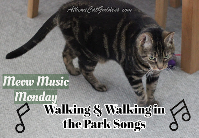 tabby cat walking on carpet