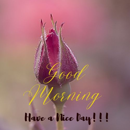 Good Morning Have a Nice day