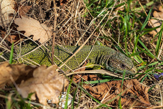 [Lacertidae] Lacerta bilineata – Western Green Lizard