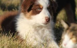 Australian shepherd pup -Craigslist Boise Pets: Tips for finding the perfect pup!
