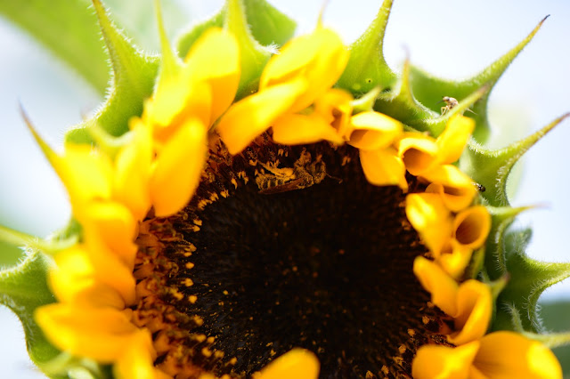 bee, sunflower, amy myers, photography, small sunny garden, desert garden, cutting gold