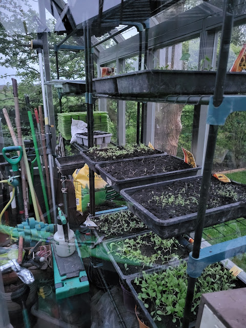 Greenhouse