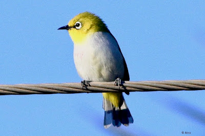 "Indian White-eye (Zosterops palpebrosus), a small and lively songbird. Distinctive yellow-green plumage with a white eye-ring. Perched on a cable."