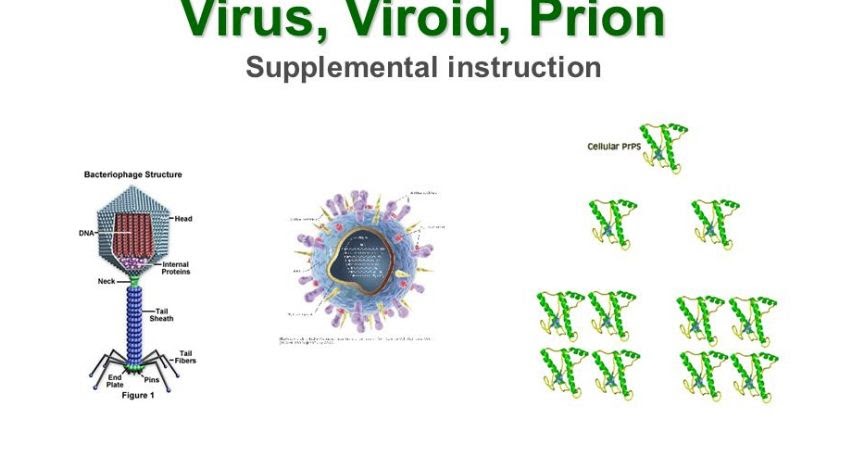 Jelaskan perbedaan antara virus virion prion Pak 