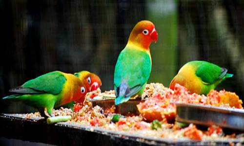 http://kicau17.blogspot.com/2017/02/pakan-lovebird-ternak-terbaik-agar-fit.html