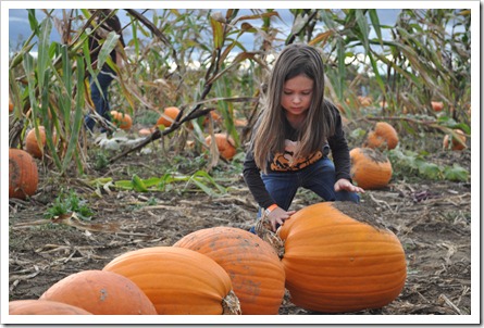 pumpkin patch 078