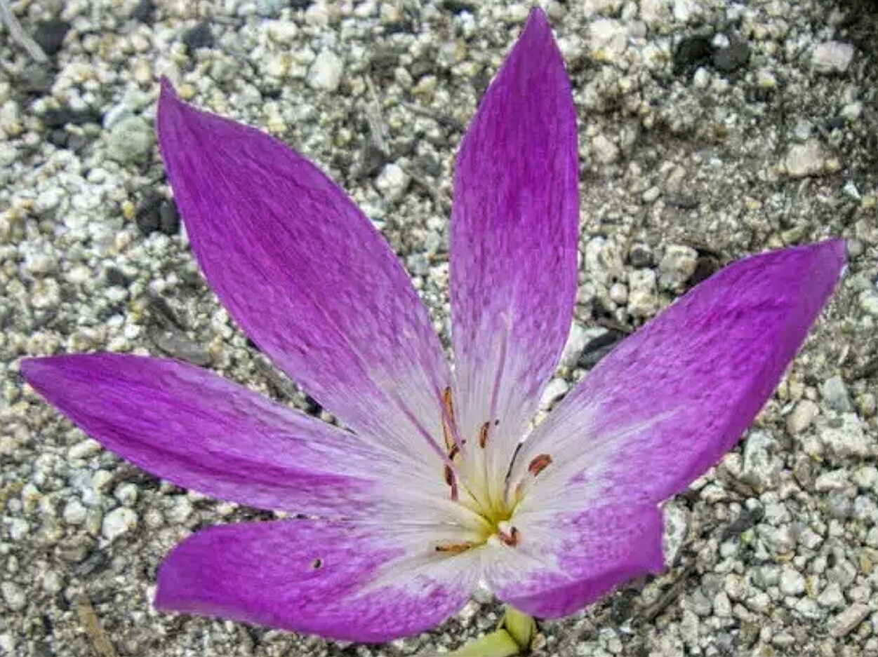 Lovely Wanko Blog 9月27日の誕生花 Lovely Wanko Blog 9月27日の誕生花