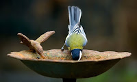 Bird Drinking