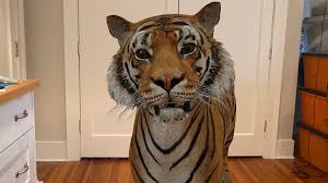 How to use your Android to bring 3D animals to your home