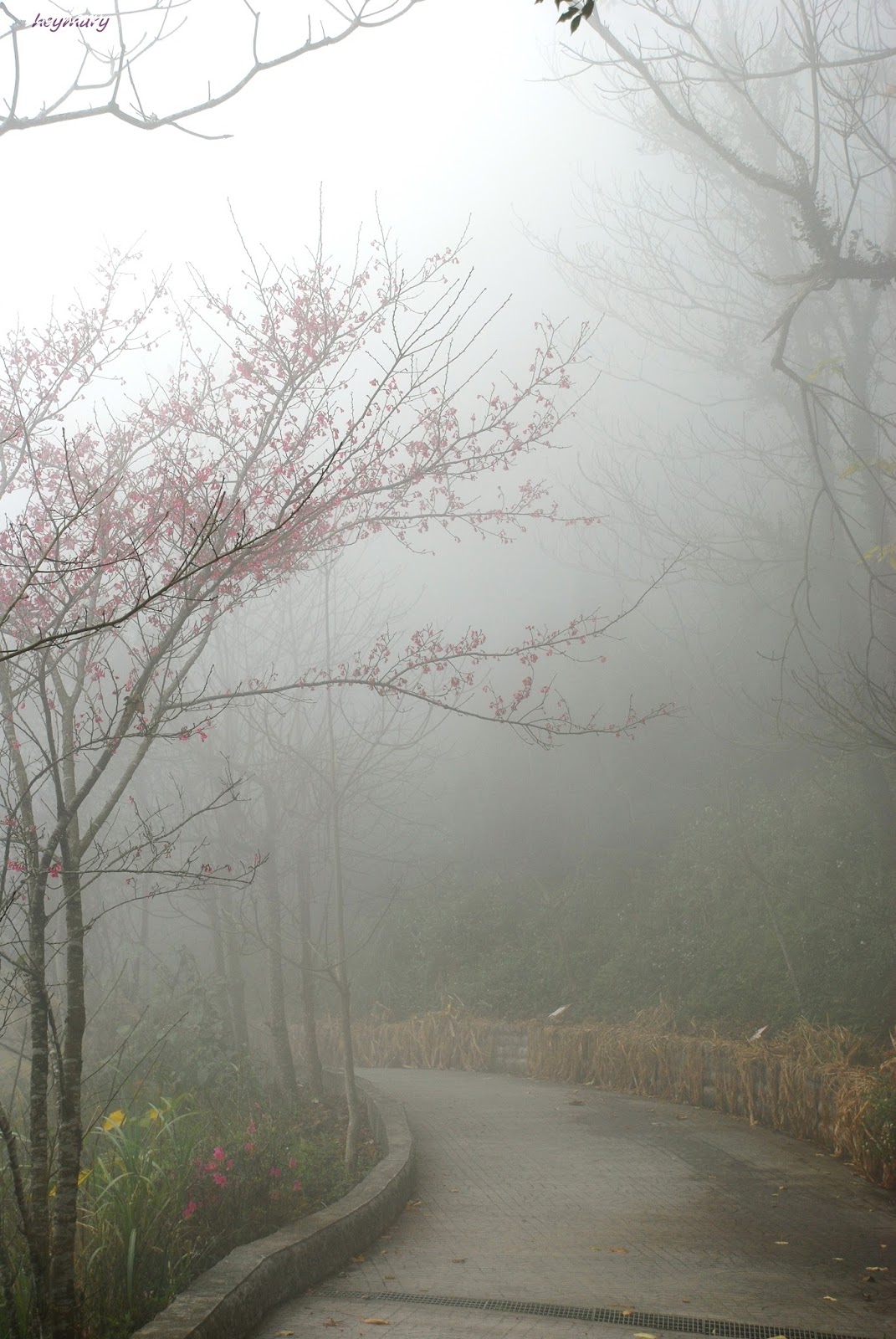 苗栗縣大湖鄉薑麻園