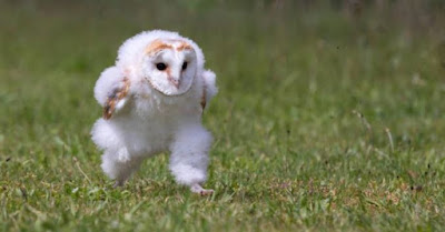 Baby barn owl photographed mid-run is absolutely adorable