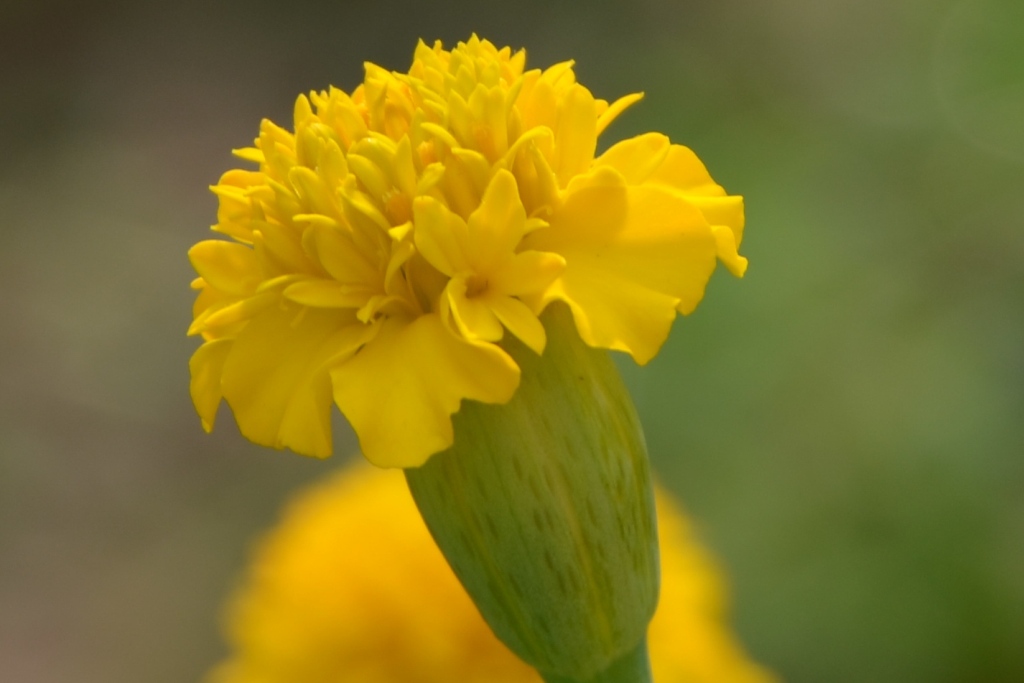 Calendula Flower Wallpaper