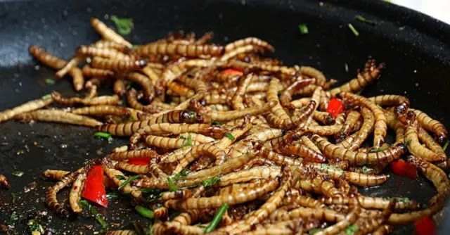 Η μασονική Ευρώπη εγκρίνει τα σκουλήκια ως ασφαλή και υγιεινή τροφή για τον άνθρωπο