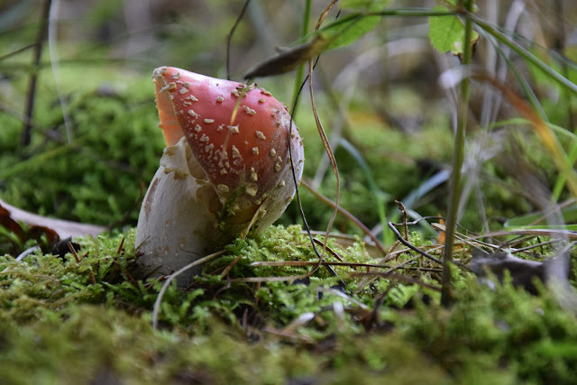 Kujutis