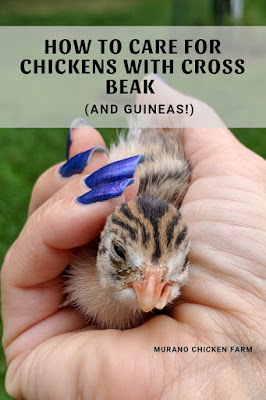 Caring for a cross beak chicken