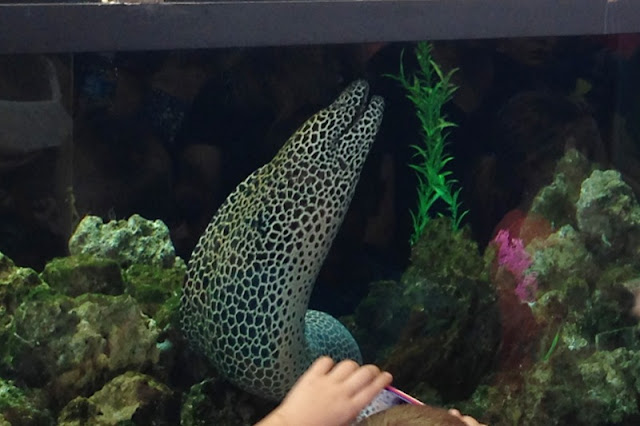 Moray Eels