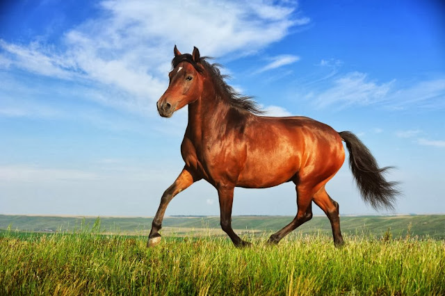 Super Beautiful Horse HD Wallpaper Free