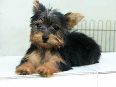 mini yorkshire terrier dogs