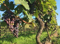 http://pridenstyle.blogspot.co.uk/2015/09/birthday-treat-trip-to-largest-vineyard.html