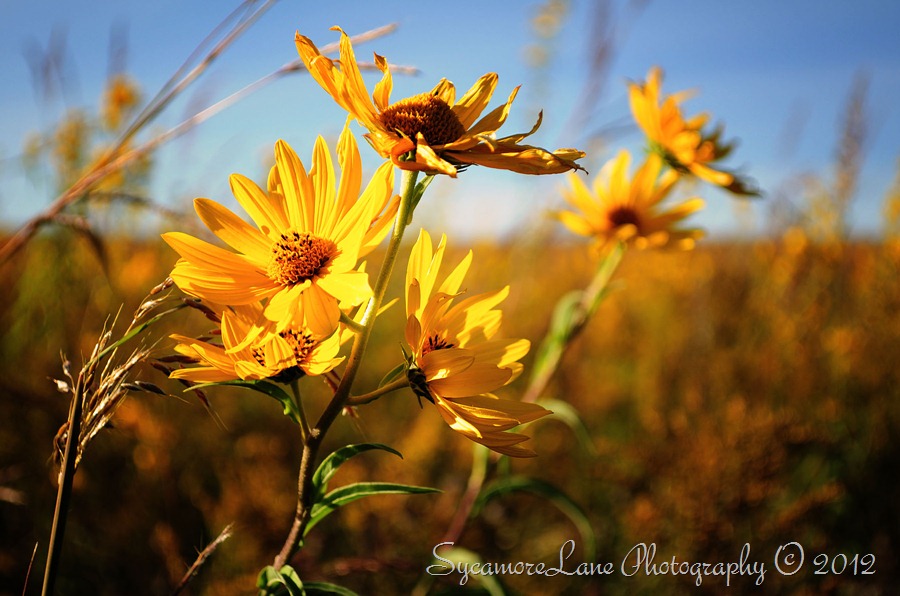 Autumn yellow-w