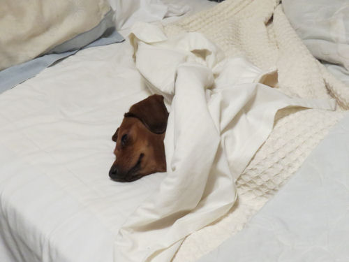 dog in bed