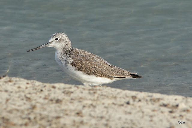 Common Greenshank (Tringa nebularia) at  Al Nahda Pond Park ,Dubai