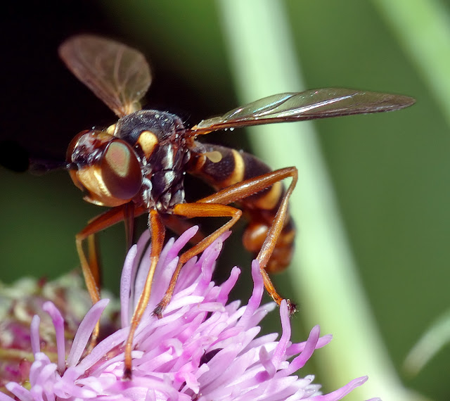 Conops quadrifasciatus