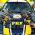 APREENSÃO DA POLÍCIA RODOVIÁRIA FEDERAL NA BR-116