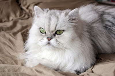 Cara Merawat Kucing Persia Yang Baik dan Benar
