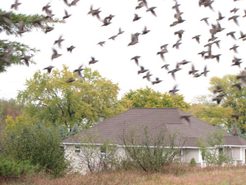 starlings