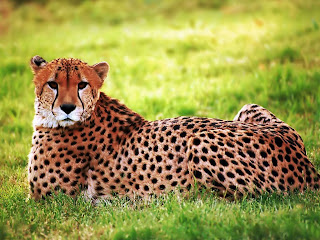cheetah big cat