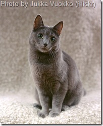 european shorthair cat1