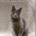 Dilute (Grey) European Shorthair