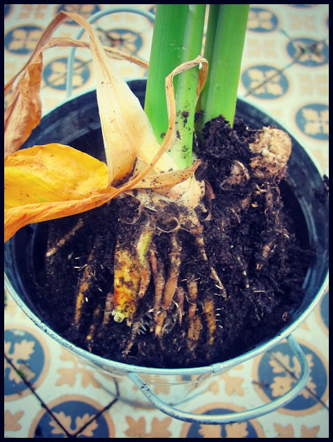 home grown turmeric, The Secret Garden Club