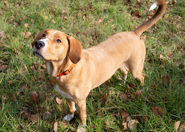 A tan labrador mix dog standing in leaf-riddled grass, waiting expectantly.