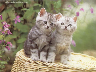 caty-cuty-lovely-photoes-greycolor