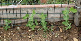 Pea plants climbing the frame