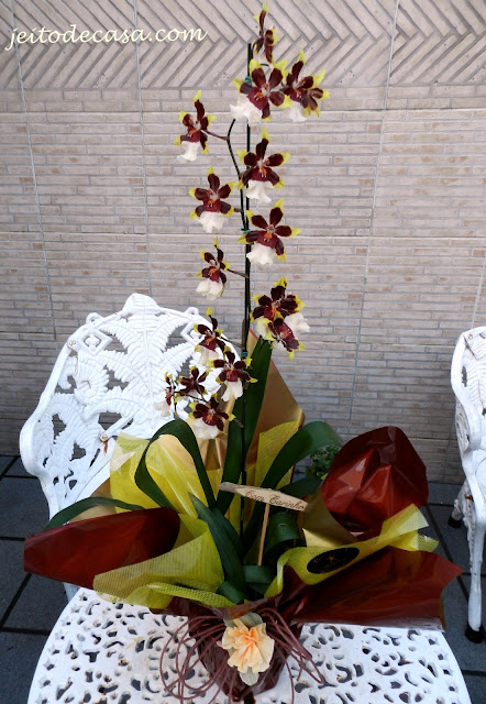 orquidea colmanara