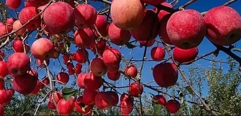  Name and Benefits for Prune Fruit