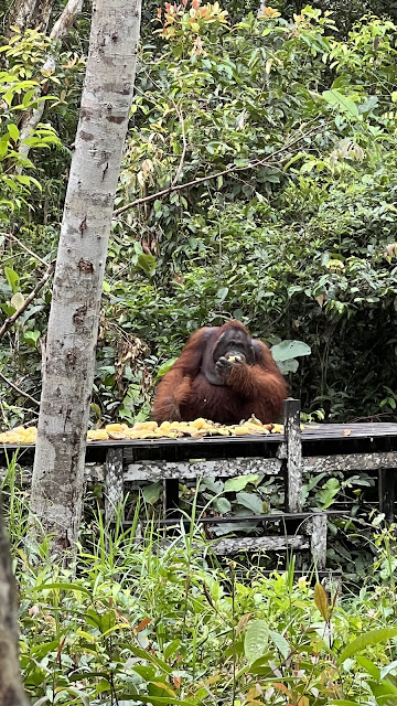 Explore Tanjung Puting Kalimantan (10)